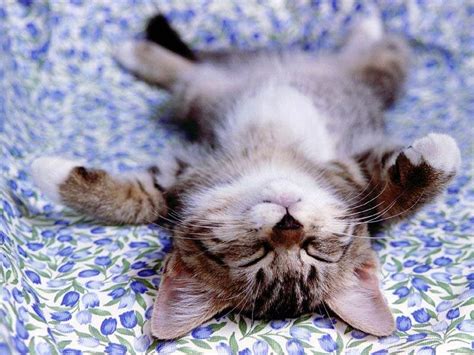 Funny Cat Sleeping Wallpaper Life Is Color
