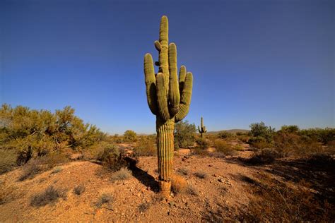 The saguaro cactus, cereus giganteus or carnegiea gigantean, meaning gigantic candle, is the tree helps protect the cactus from the hot desert sun and from winter freezes. Saguaro Cactus Care - Gardenerdy