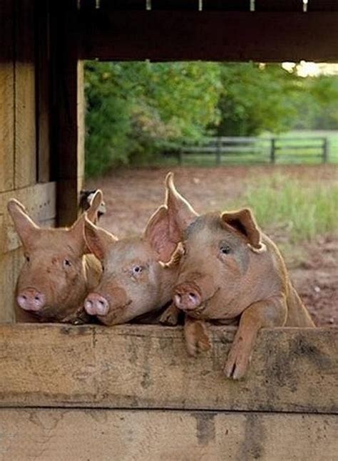 Country Living Three Little Pigs Pets Animals Beautiful Cute Animals