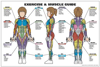 Vintage anatomy charts of the human body showing the skeletal and muscle systems. Exercise and Muscle Guide (Female) Fitness Chart (Co-Ed)