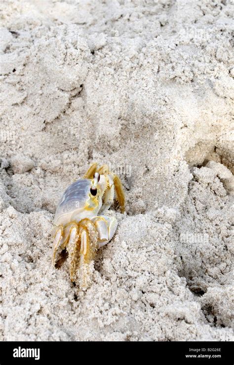 Atlantic Ghost Crab Ocypode Quadrata At Assateague Island National