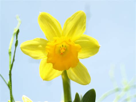 Free Images Flower Petal Yellow Daffodil Flora Wildflower