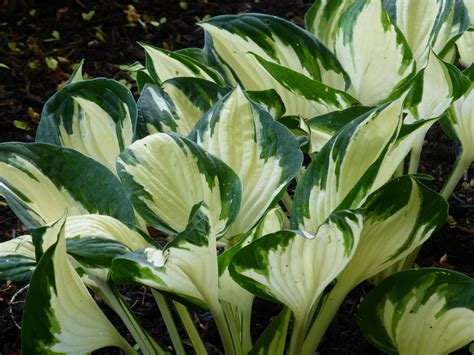 Hosta Fire And Ice Is A New Variety With Stunning White Variegated