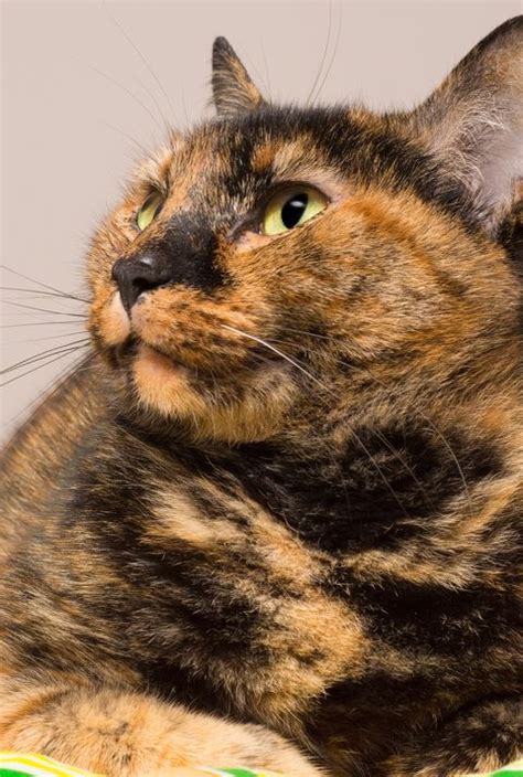 What is the average lifespan of a domesticated housecat? 10 Fascinating Facts About Tortoiseshell Cats ...