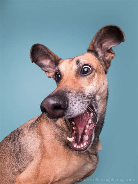 Crazy Me Me Me By Elke Vogelsang On 500px Dog Expressions Funny