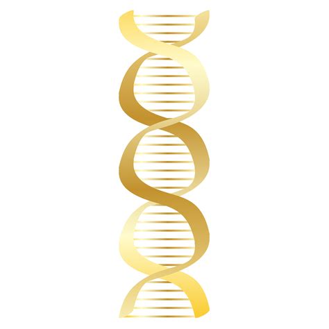 Dna Clipart Png Dna Structure Clipart Clipart Transparent Background Images