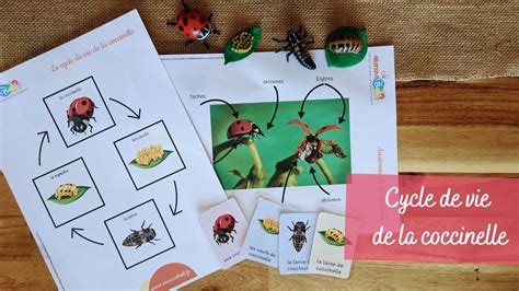 Le Cycle De Vie Des Coccinelles Manzabull