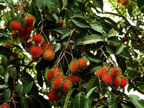Exotic Fruit Tree Nursery Spyke S Tropical Nursery 95 Varieties Of
