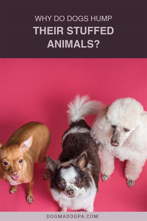Why Do Dogs Hump Their Stuffed Animals Dogma And Dogpa