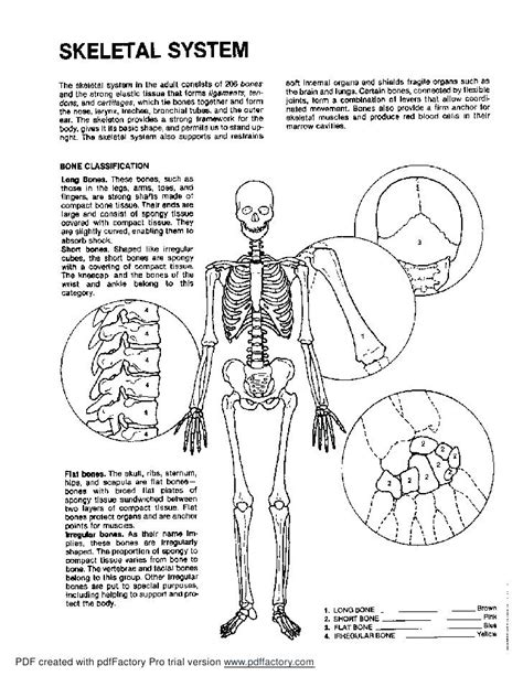 Human Skeletal System Drawing at GetDrawings | Free download