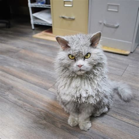 This Is Albert The Sheep Cat With A Mean Face