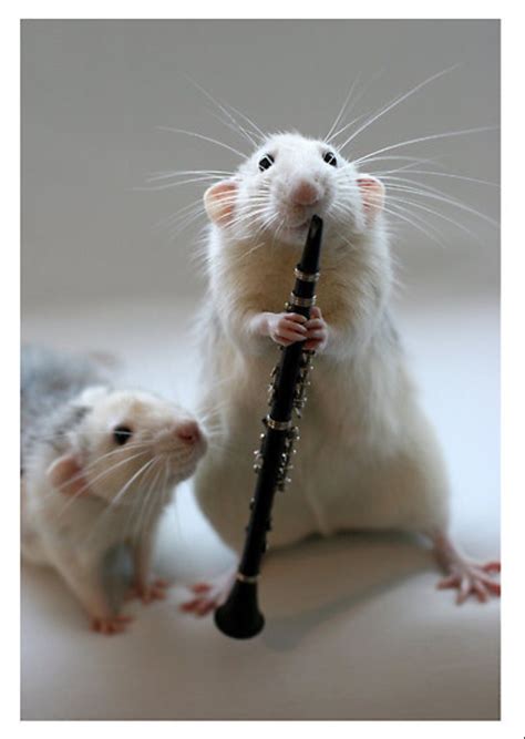 Mouse Playing A Clarinet Ashley Pet Rats Cute Rats Funny Rats