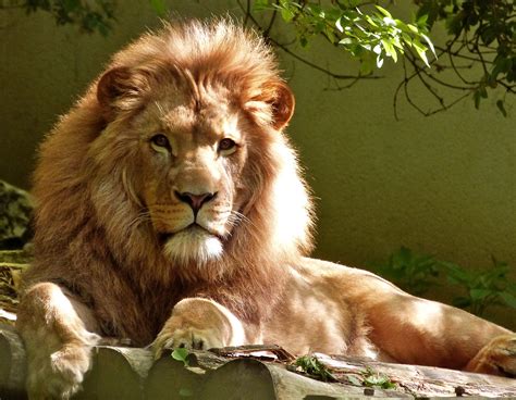 King Of The Jungle Free Stock Photo Public Domain Pictures
