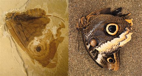 Smithsonian Scientists Discover Ancient Butterfly Like Insect Similar
