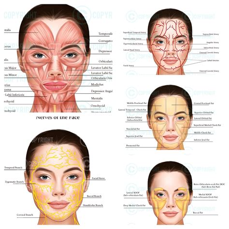 Facial Anatomy Bundle Botox Filler Injector Anatomy Poster Aesthetics