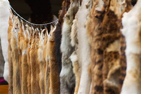 Fur Trade Stock Photos Pictures And Royalty Free Images Istock