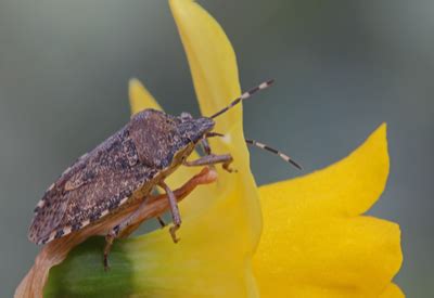 But when it does it can make you very sick and even cause. Battling Stink Bugs - How To Fight Back Against The ...