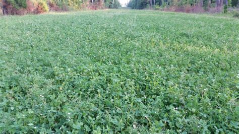 Deer Food Plot Seed In The South Great Days Outdoors
