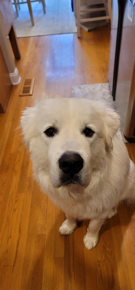 Are You Going To Eat That Rgreatpyrenees