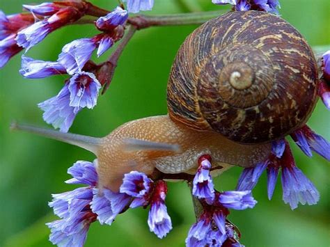 Free Picture Snail Flowers