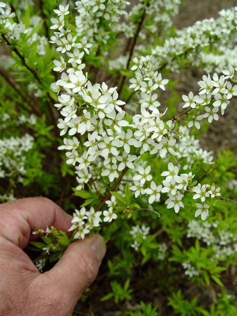 I forgot that the flowers looked like that and i think the tree is a little too big to be a dogwood now that i think about it. Garden Housecalls - Top 10 Flowering Shrubs
