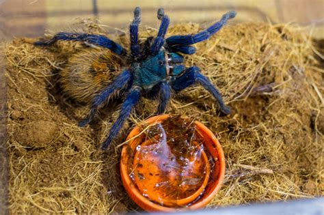 My wife's green bottle blue tarantula plays with a cricket. Tarantula Journal: Green Bottle Blue (Chromatopelma ...