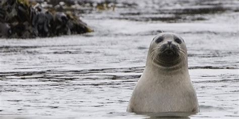 seaworld san diego recues seal pups