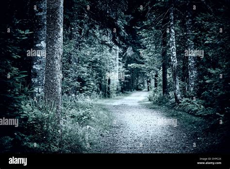 Moody Landscape Scary Forest Night Hi Res Stock Photography And Images