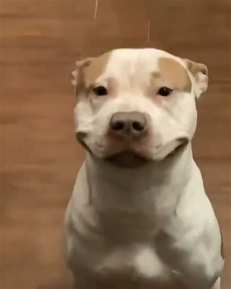 Smiling Pitbull Puppies
