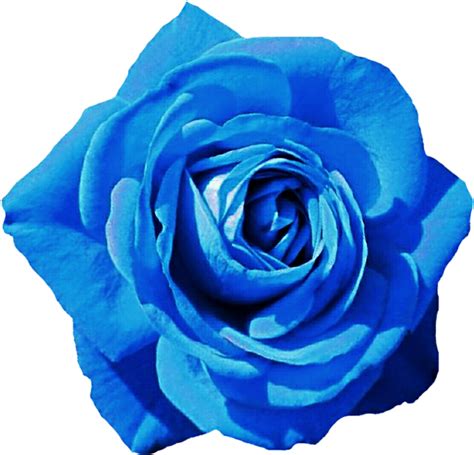 Blue Rose Png Transparent Image Png Arts