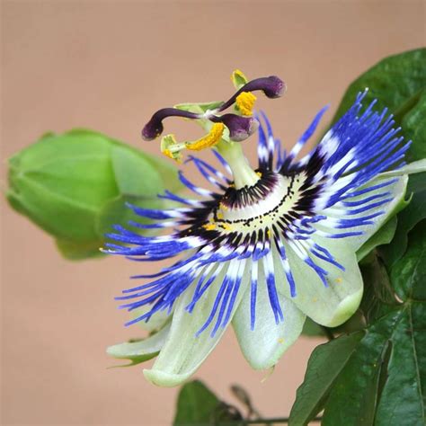 Blue passion flower - growing, care, health benefits and description