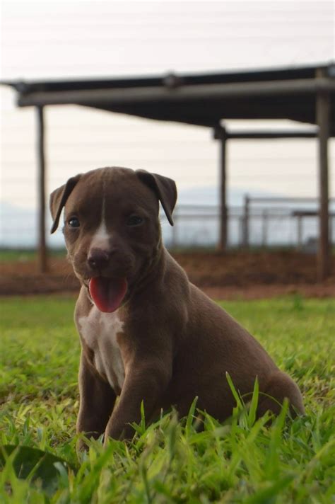 Pitbull Puppies For Sale In Other By Elzette Venter