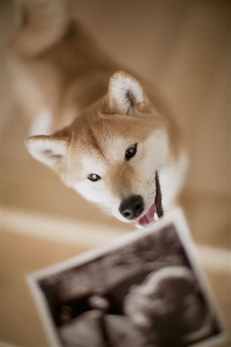 Shop shiba inu baby bodysuits created by independent artists from around the globe. Happy Tails: Mika the Shiba Inu | Baby announcement ...