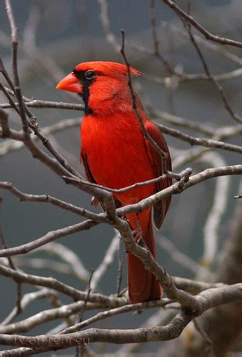Northern Cardinal Cardinalis Cardinalis Male Jason Penney Flickr