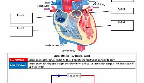 Worksheet - Circulatory System | PDF | Heart | Circulatory System