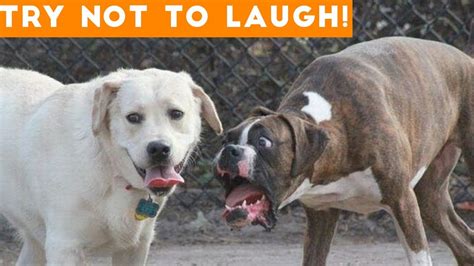 Try Not To Laugh At This Ultimate Funny Dog Video