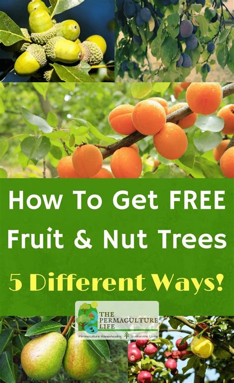 The Benefits Of Planting Fruit And Nut Trees Together Mast Producing