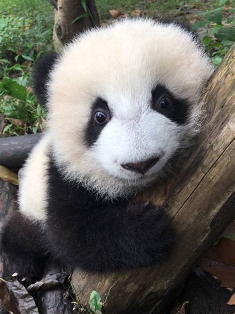 Just Look At That Face Cute Cartoon Animals Image Panda Funny Panda