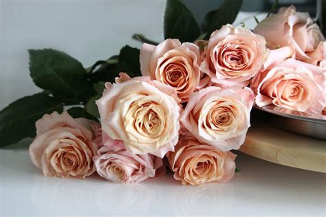 Plant your own peach trees and enjoy sweet juicy peaches from your own backyard, and save money in the process. Rose Shimmer a perfect blend of elegance and durability ...