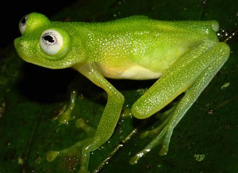 Kermit The Frog Discovered In Costa Rica