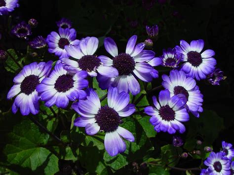 Beautiful Purple Flowers Photograph By Sheila Savage