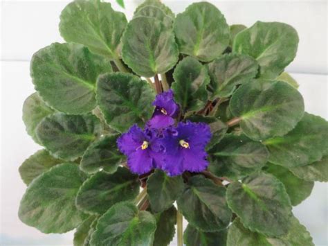 African Violets Easy To Grow Easy To Love Orange County Register