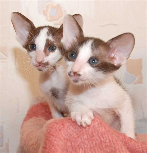 Cute Oriental Bicolor Kittens Photo And Wallpaper Beautiful Cute