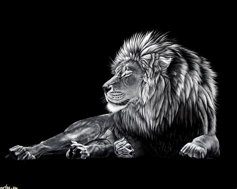43 Black And White Lion Wallpaper On Wallpapersafari