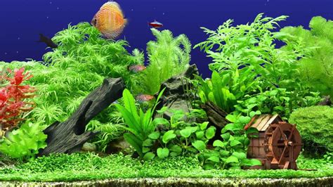 Freshwater Aquarium ★ Hq 1080p 60fps ★ Screensaver ★ 3 Fishtanks