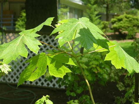 Big Leaf Maple Acer Macrophyllum Pacific Northwest Native Tree