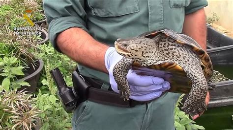 Entonces se pudo ver que debajo del macho había una hembra. Policía española desmantela criadero ilegal de tortugas ...