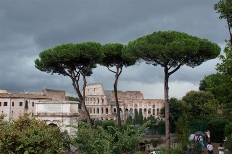 Romes Iconic Pine Trees Are At Risk Of Dying Italy Magazine