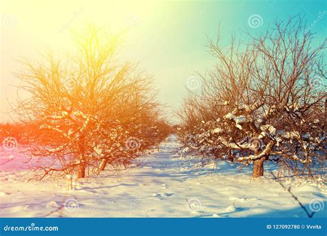 Winter Sunrise Over Apple Orchard Stock Photo Image Of Park Misty