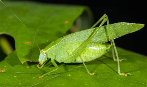 Why Are They Called Katydids What Does A Katydid Bug Eat